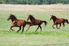 pension pour chevaux proche geneve